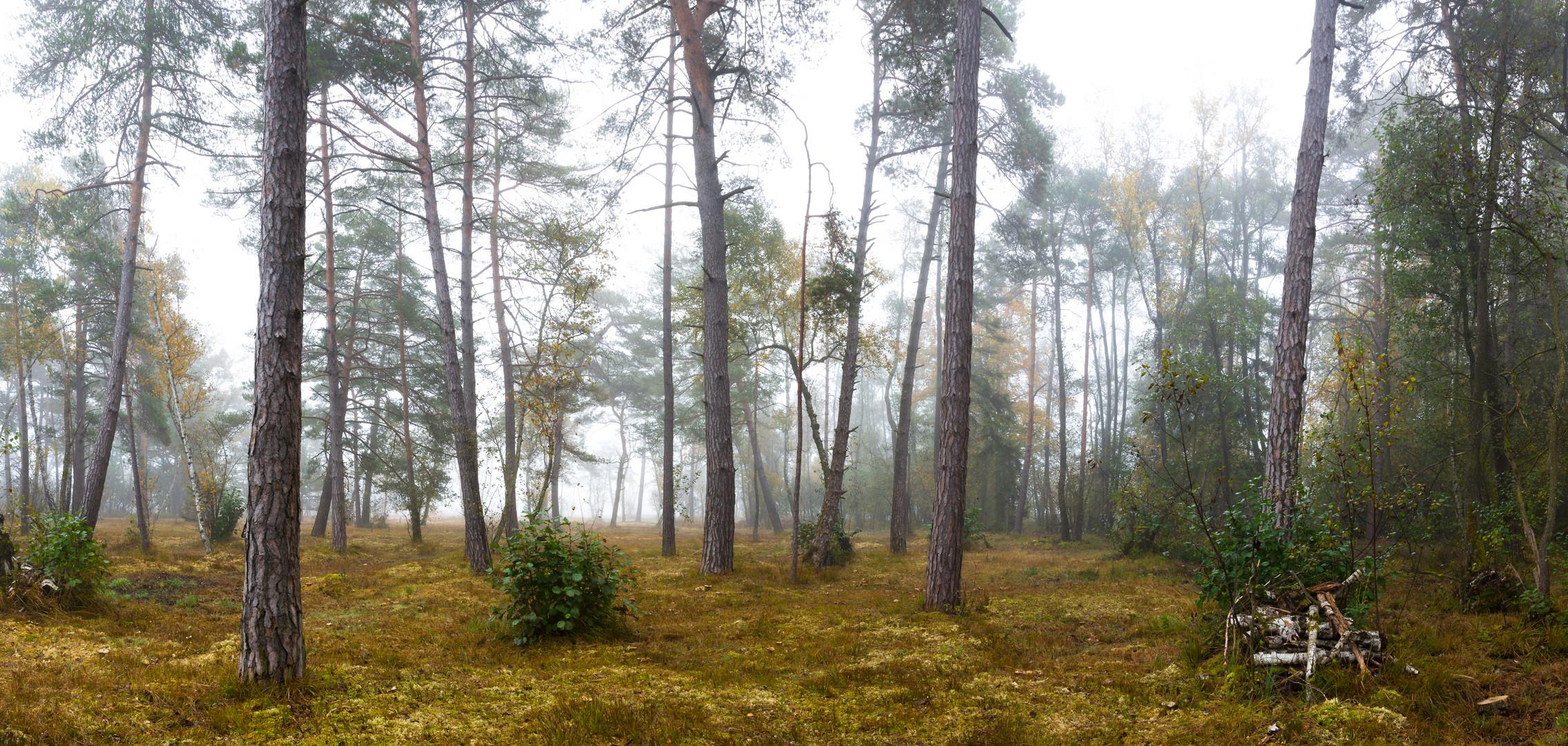 Baumlandschaft im Nebel