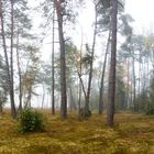 Baumlandschaft im Nebel