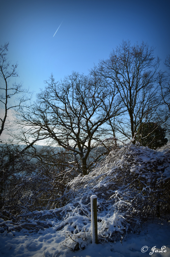 Baumlandschaft im Schnee