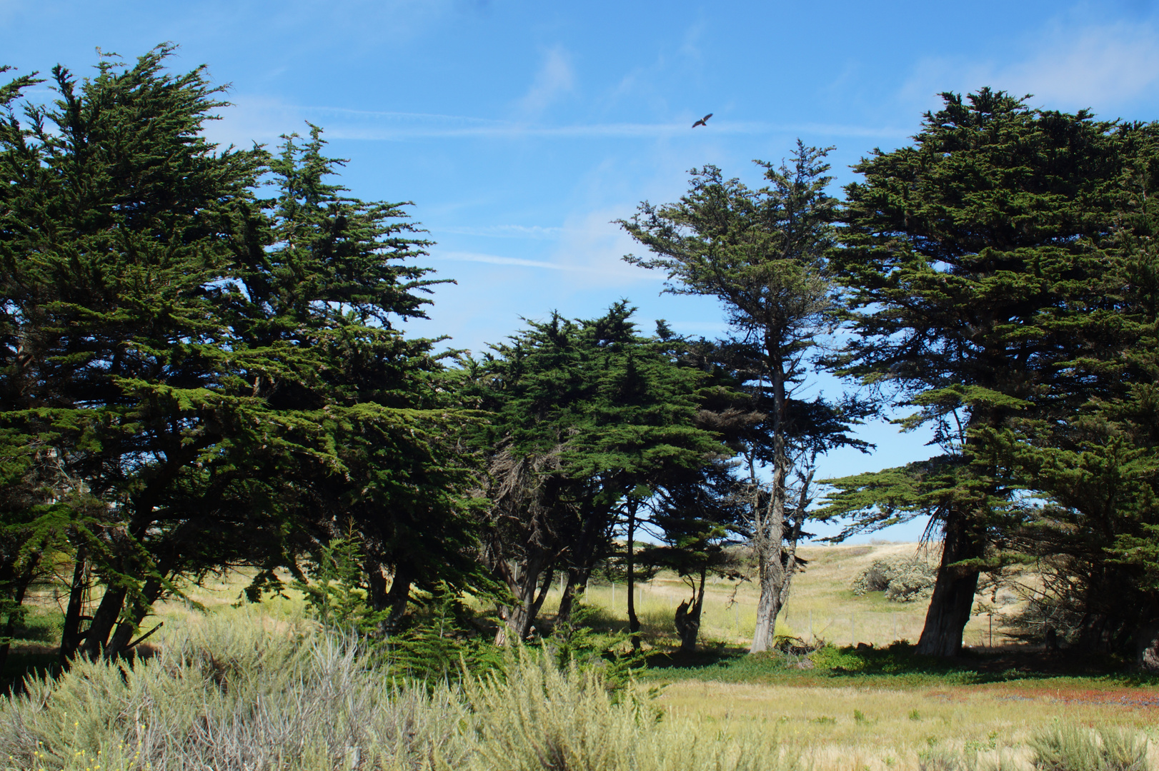 Baumlandschaft mit Adler - California