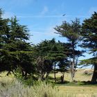 Baumlandschaft mit Adler - California