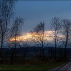 Baumlandschaft zur blauen Stunde