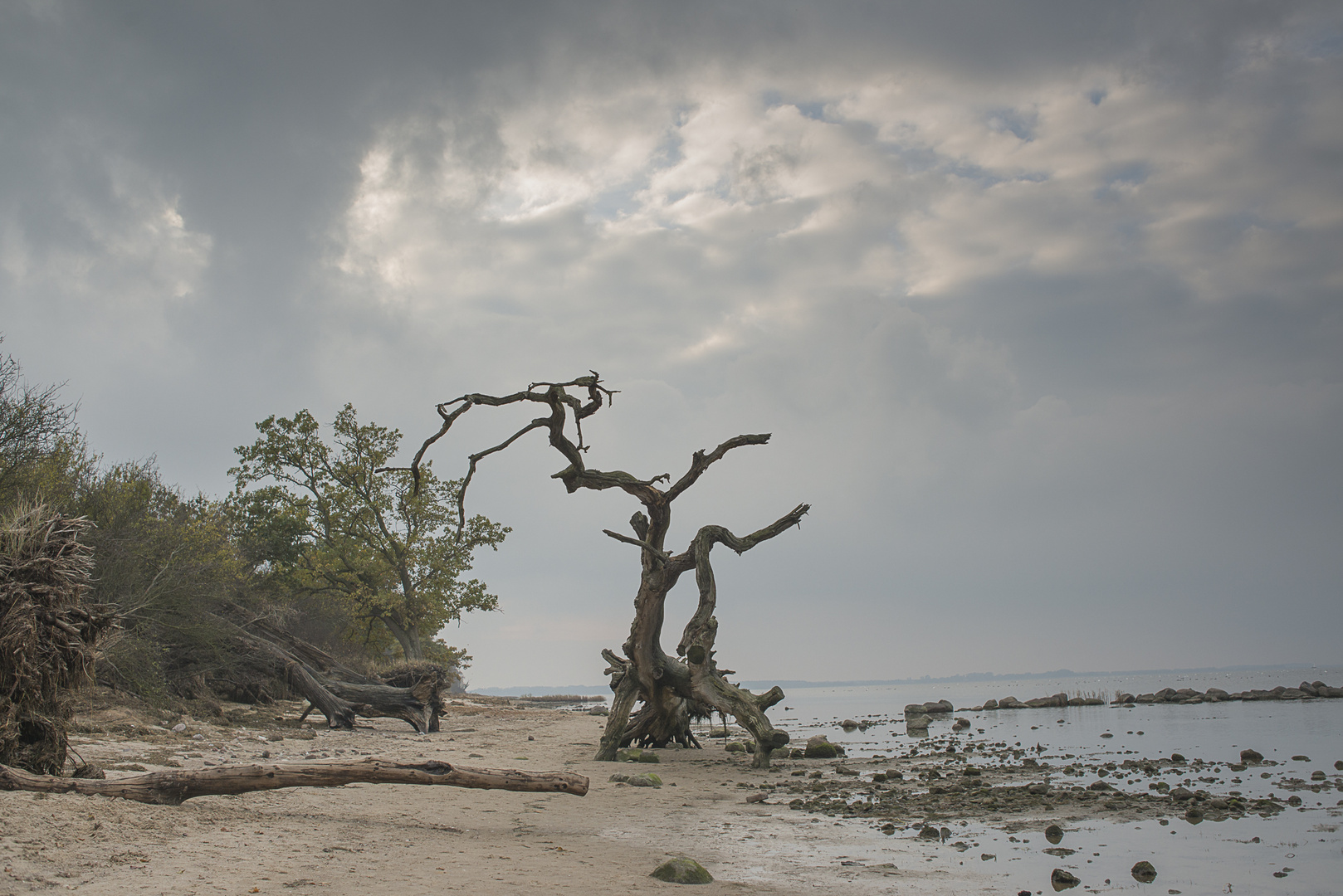 Baumleichen am Ostseestrand