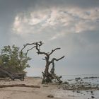 Baumleichen am Ostseestrand