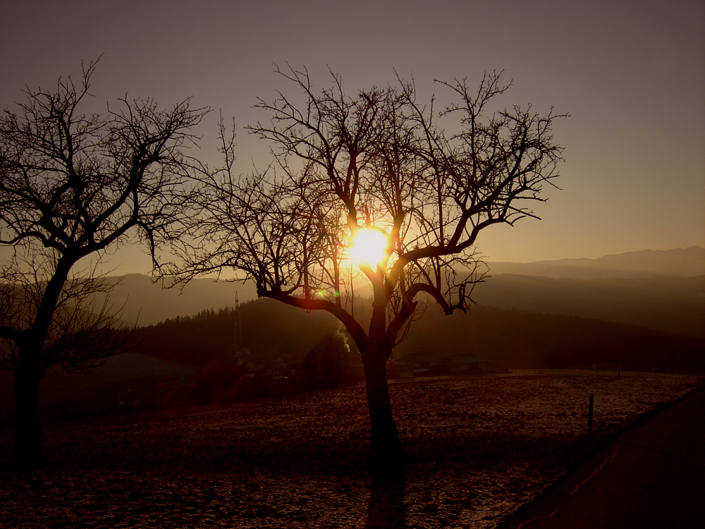 Baumlicht-Sonnenuntergang