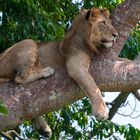 Baumlöwe im Queen Elisabeth NP - Uganda