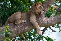 Baumlöwe im Queen Elisabeth NP - Uganda