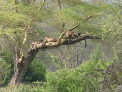 Baumlöwen im Lake Nakuro Nationalpark