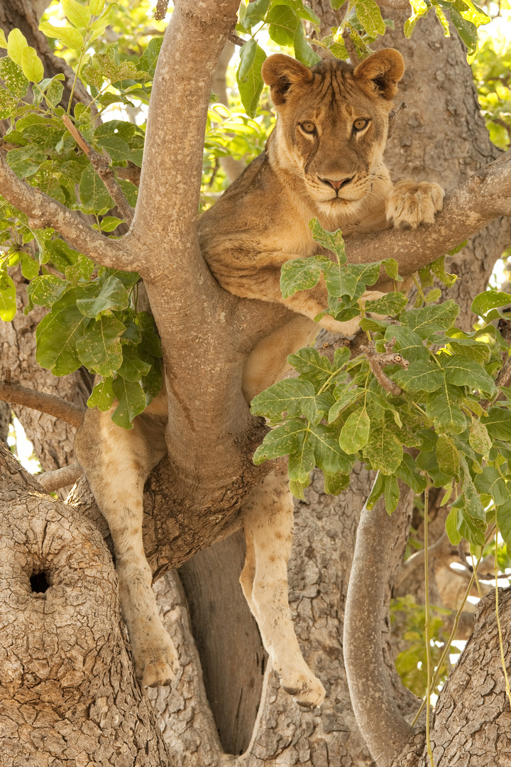 Baumlöwen im South Luangwa