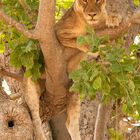 Baumlöwen im South Luangwa