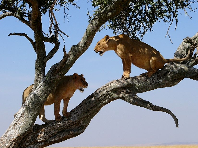 Baumlöwen im Zambezi-Tal - Zambia