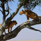 Baumlöwen im Zambezi-Tal - Zambia