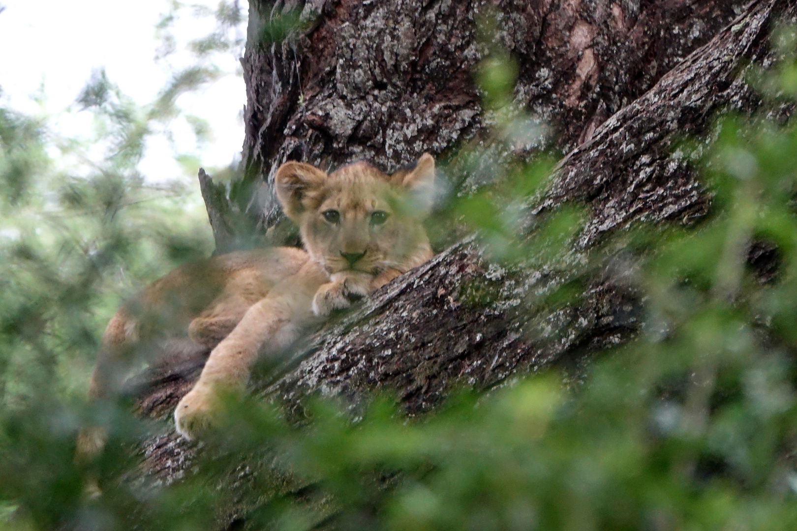 Baumlöwen in der Serengeti