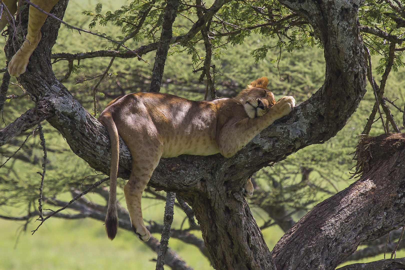 Baumlöwen in in der Serengeti