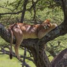 Baumlöwen in in der Serengeti