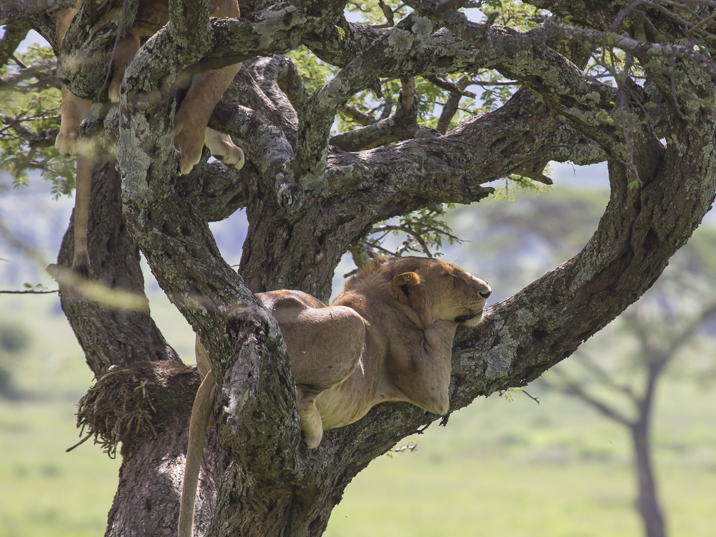 Baumlöwen in in der Serengeti