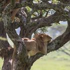 Baumlöwen in in der Serengeti