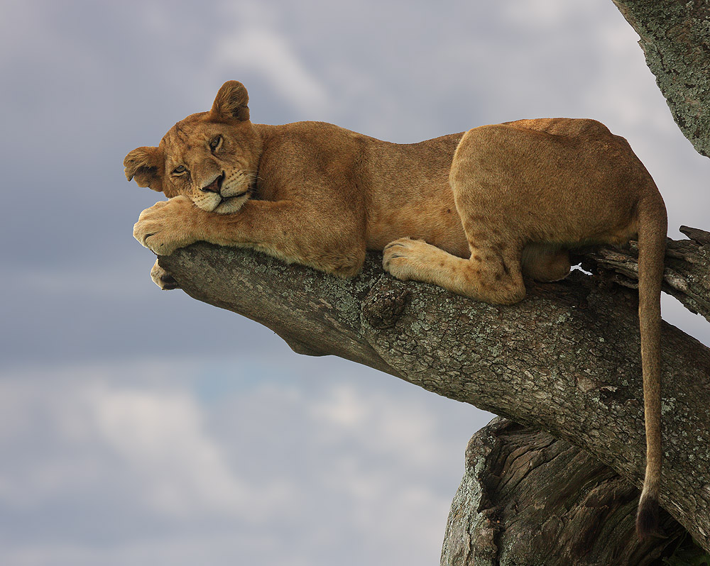 Baumlöwin in der Serengeti