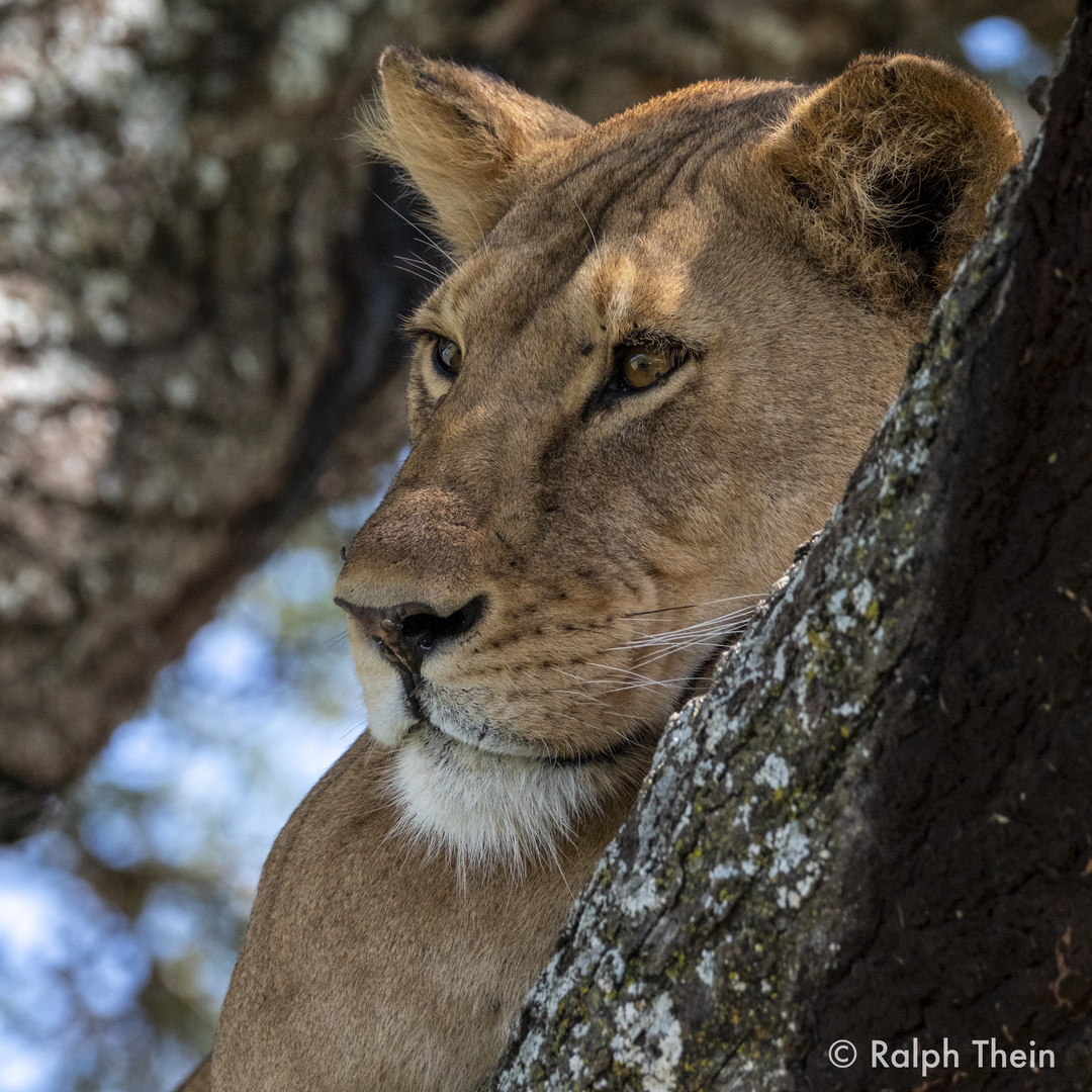 Baumlöwin in der Serengeti in Tansania