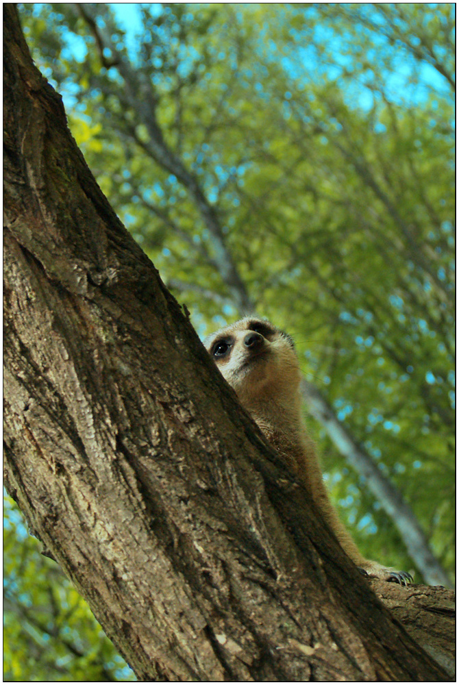 ...baum.männchen...