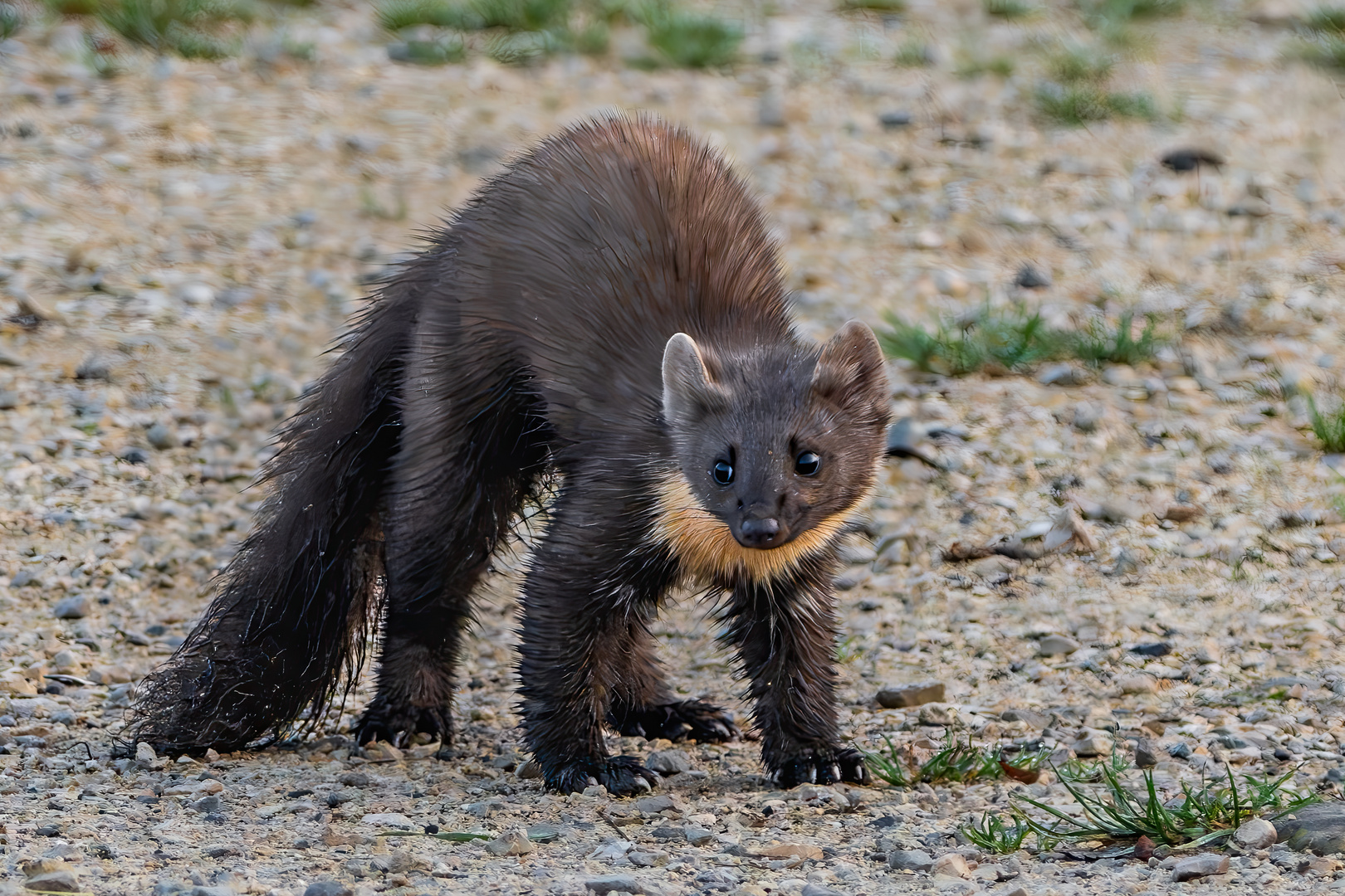 Baummarder