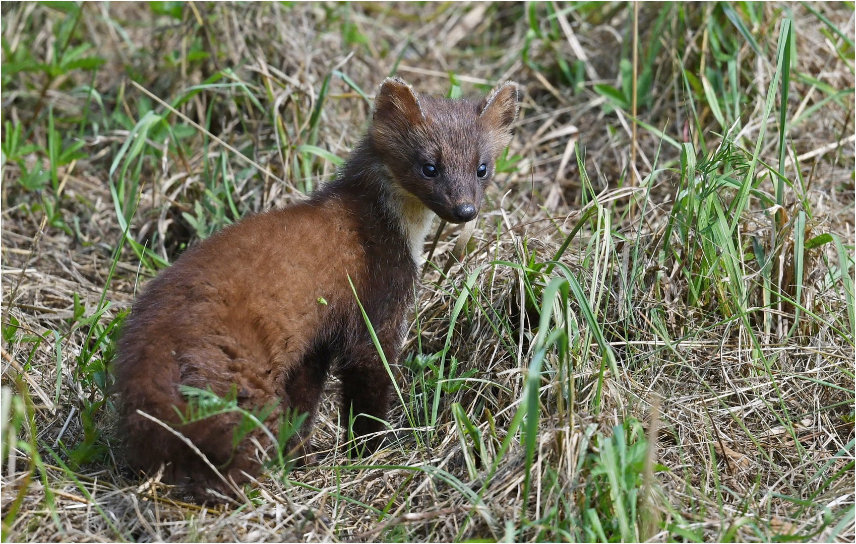 Baummarder