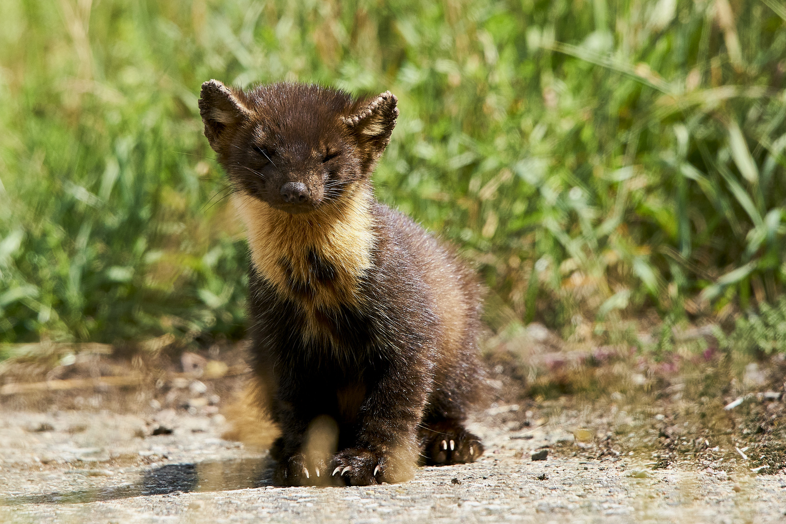 Baummarder