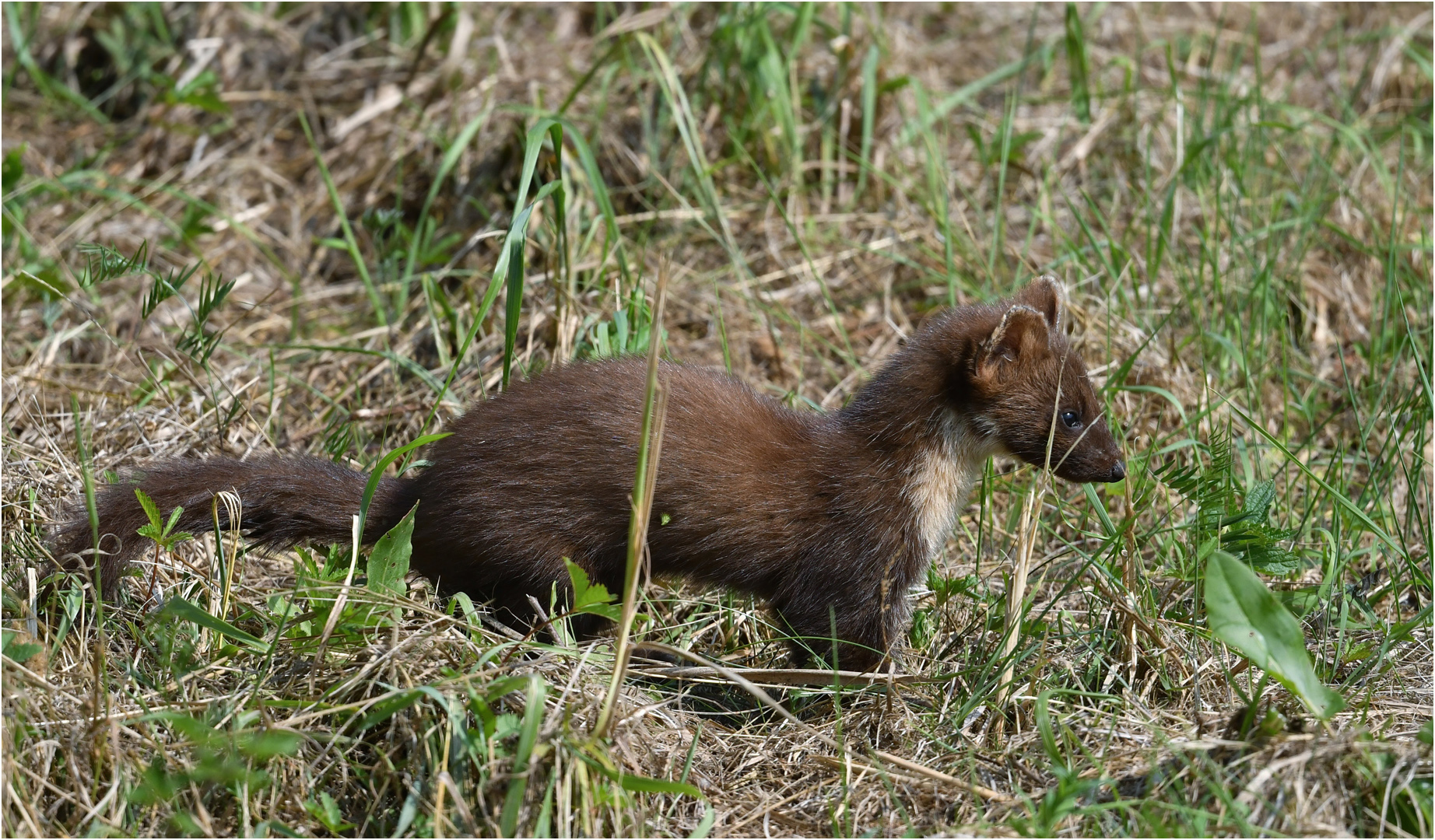 Baummarder