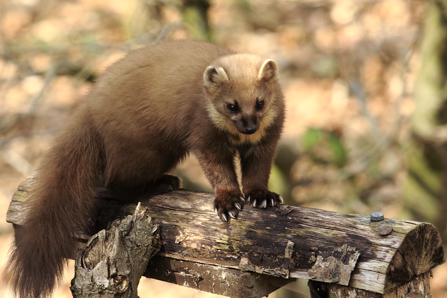 Baummarder