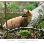 Baummarder aus dem Nationalpark Bayerischer Wald