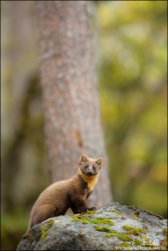 Baummarder