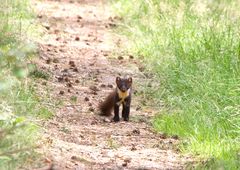 Baummarder beim Waldspaziergang