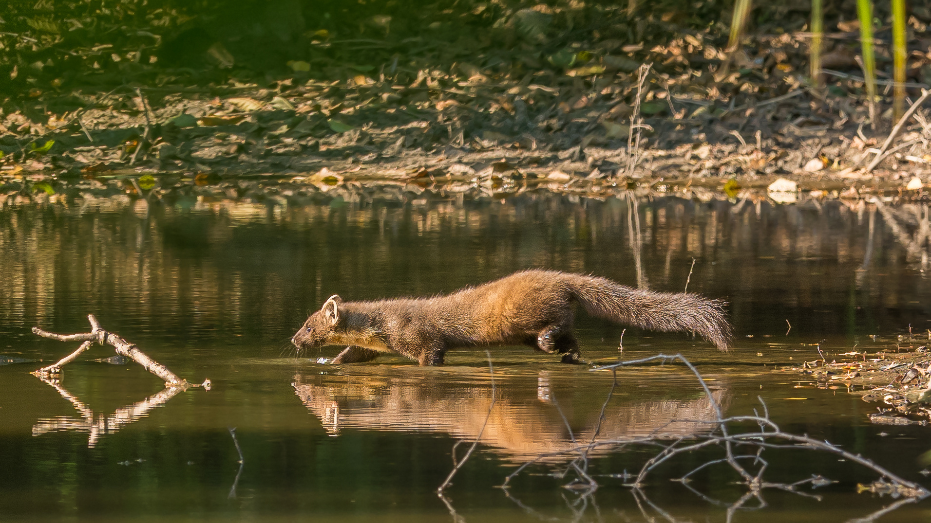 Baummarder