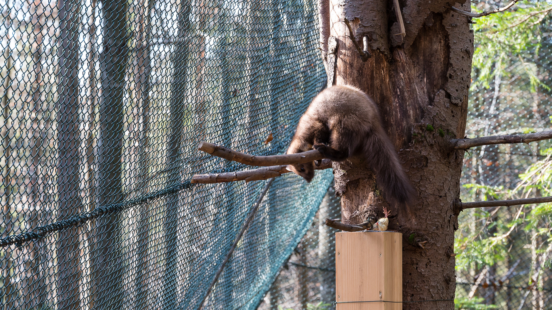 Baummarder