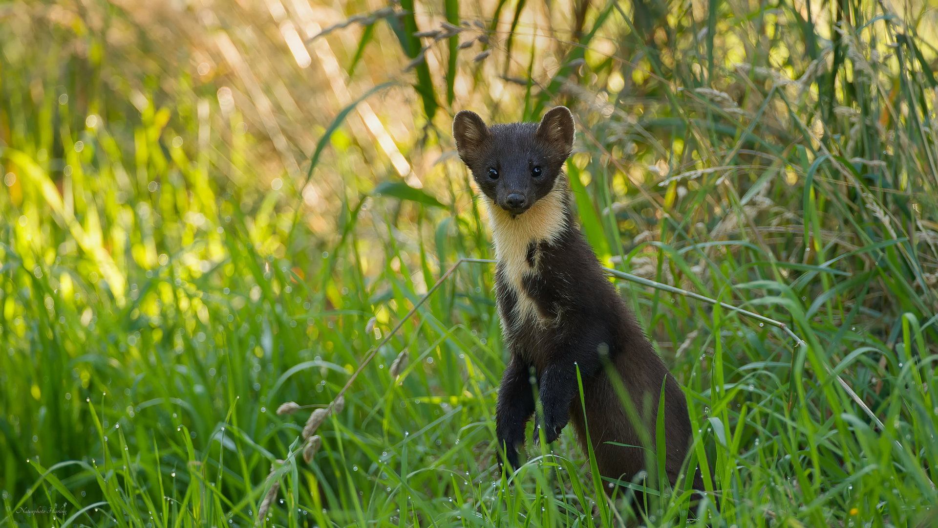 Baummarder 