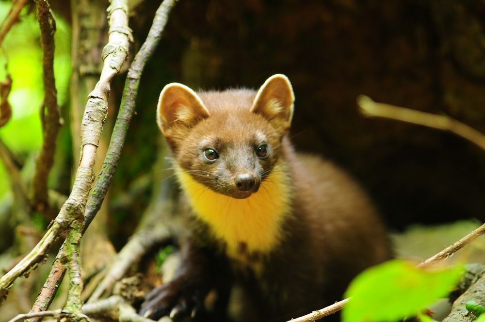 Baummarder durchstreift das Unterholz