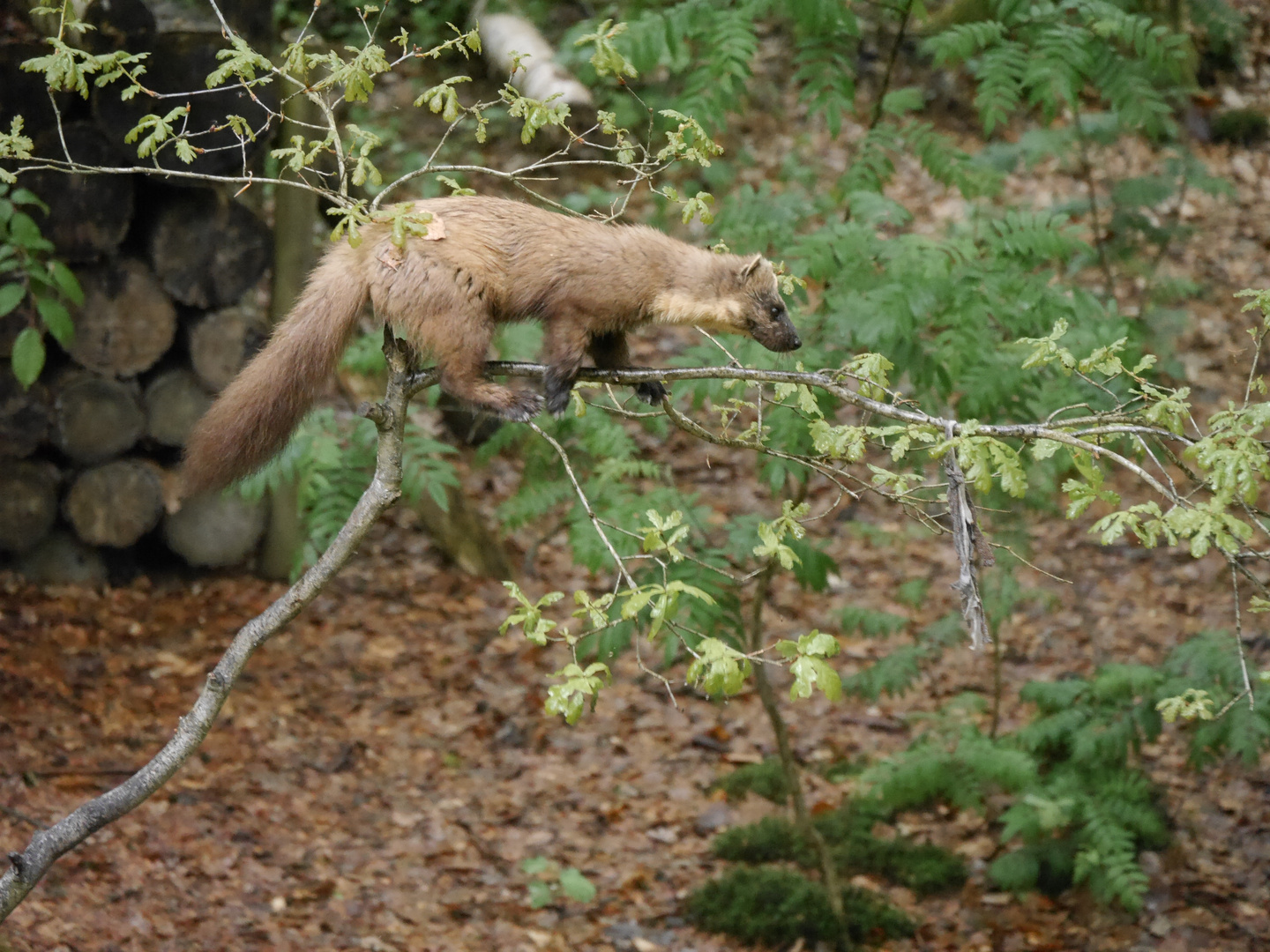 Baummarder - European Pine Marten