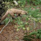 Baummarder - European Pine Marten