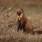 Baummarder im Drömling 2