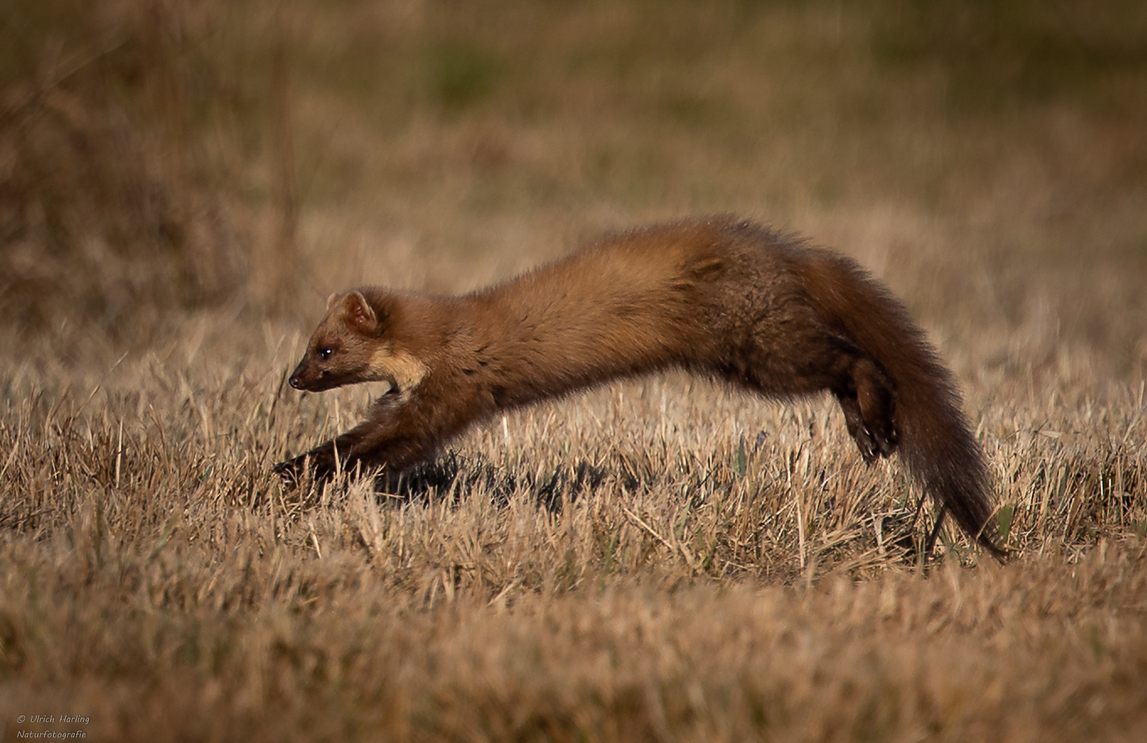 Baummarder im Drömling