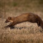 Baummarder im Drömling