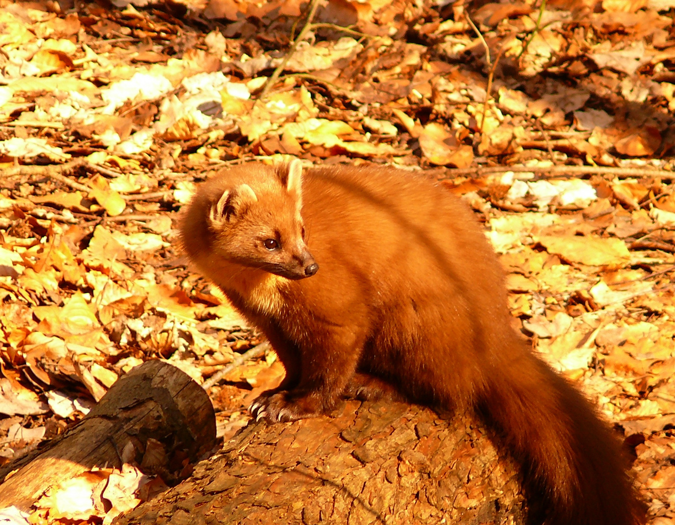 Baummarder im Otterzentrum Hankensbüttel