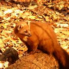 Baummarder im Otterzentrum Hankensbüttel