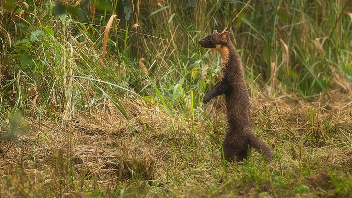 Baummarder im Regenwetter