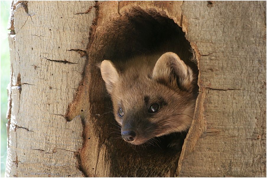 Baummarder Nachwuchs 2007 (Nationalpark Bayerischer Wald)