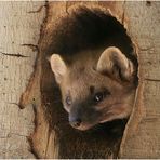 Baummarder Nachwuchs 2007 (Nationalpark Bayerischer Wald)