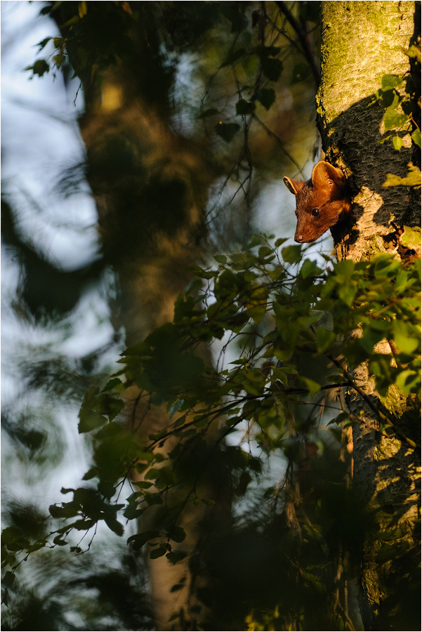 ~ Baummarder Nachwuchs ~