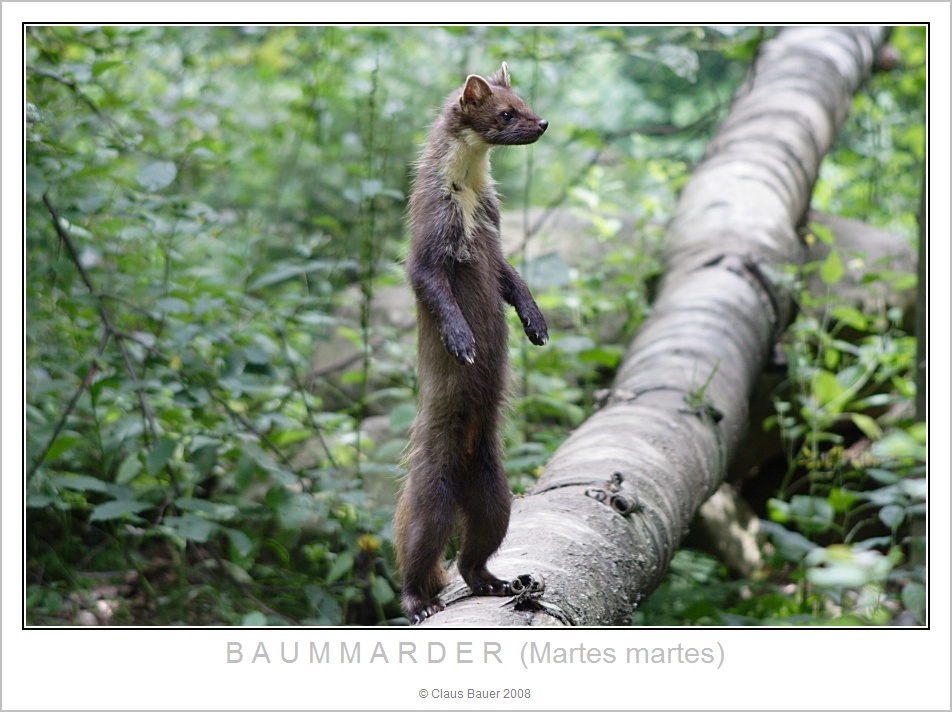 Baummarder ++ Nationalpark Bayerischer Wald