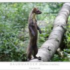 Baummarder ++ Nationalpark Bayerischer Wald