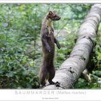 Baummarder ++ Nationalpark Bayerischer Wald